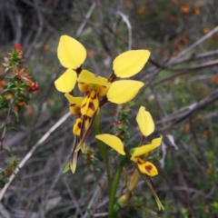 Diuris sulphurea (Tiger Orchid) at Rendezvous Creek, ACT - 27 Nov 2016 by thetakahe