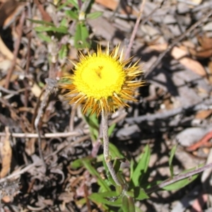 Coronidium oxylepis subsp. lanatum at Point 5140 - 31 Dec 2013 12:00 AM