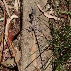 Amphibolurus muricatus at Conder, ACT - 28 Nov 2016 12:30 PM