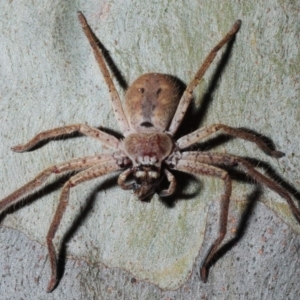 Isopeda sp. (genus) at Four Winds - 11 Nov 2016 07:43 PM