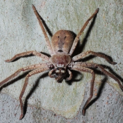 Isopeda (genus) (Huntsman Spider) at Four Winds - 11 Nov 2016 by Harrisi