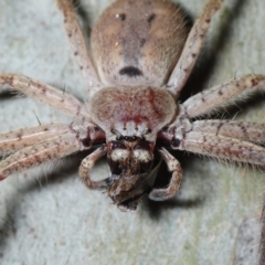 Isopeda sp. (genus) at Four Winds - 11 Nov 2016 07:43 PM