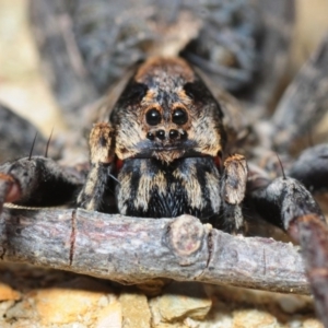 Venatrix pictiventris at Murrah Flora Reserve - 11 Nov 2016