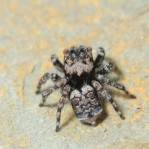 Maratus sapphirus at Murrah Flora Reserve - 12 Nov 2016