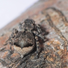 Maratus sapphirus at Murrah Flora Reserve - suppressed