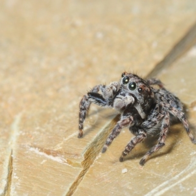 Maratus sapphirus (Peacock spider species tbc) at Murrah State Forest - 12 Nov 2016 by Harrisi