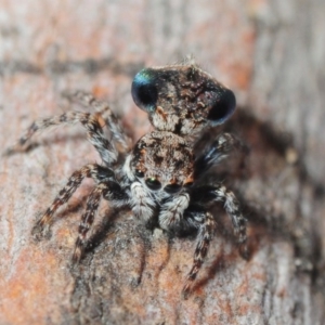 Maratus sapphirus at Murrah Flora Reserve - suppressed