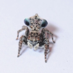 Maratus sapphirus at Murrah Flora Reserve - suppressed