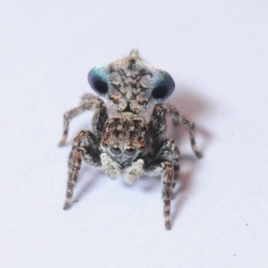 Maratus sapphirus at Murrah Flora Reserve - suppressed