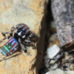 Maratus volans at Murrah Flora Reserve - 11 Nov 2016 03:26 PM