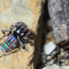 Maratus volans (Peacock spider) at Murrah State Forest - 11 Nov 2016 by Harrisi