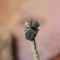 Maratus volans at Murrah Flora Reserve - 11 Nov 2016