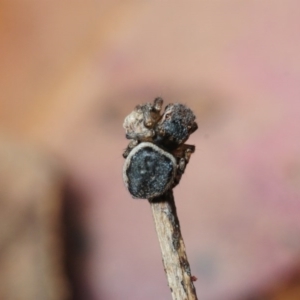 Maratus volans at Murrah Flora Reserve - 11 Nov 2016 03:26 PM