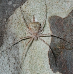 Tamopsis sp. (genus) (Two-tailed spider) at Four Winds - 11 Nov 2016 by Harrisi