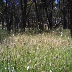 Unidentified at Mulligans Flat - 27 Nov 2016 by MulligansFlat1