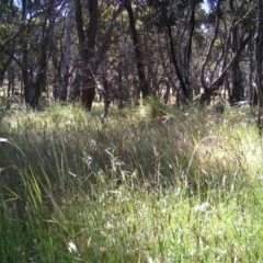 Themeda triandra (Kangaroo Grass) at Gungahlin, ACT - 27 Nov 2016 by MulligansFlat1