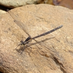 Austroargiolestes icteromelas at Burra, NSW - 26 Nov 2016 02:48 PM