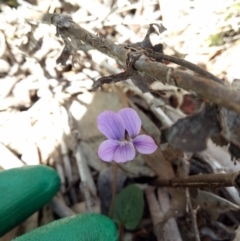 Viola betonicifolia (Mountain Violet) at Paddys River, ACT - 27 Nov 2016 by RobynHall