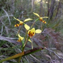 Diuris sulphurea (Tiger Orchid) at Tidbinbilla Nature Reserve - 27 Nov 2016 by RobynHall