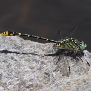 Austrogomphus australis at Uriarra Village, ACT - 20 Feb 2016