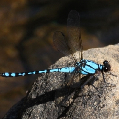 Diphlebia nymphoides (Arrowhead Rockmaster) at Cotter River, ACT - 27 Nov 2016 by HarveyPerkins