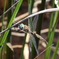 Procordulia jacksoniensis (Eastern Swamp Emerald) at Gibraltar Pines - 27 Nov 2016 by HarveyPerkins