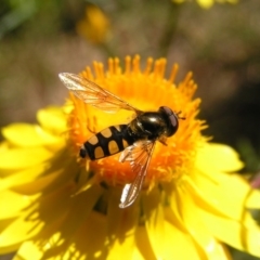 Melangyna viridiceps (Hover fly) at Kambah, ACT - 26 Nov 2016 by MatthewFrawley