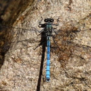 Diphlebia lestoides at Paddys River, ACT - 27 Nov 2016