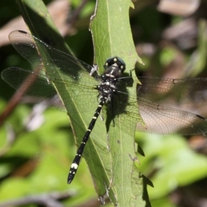 Eusynthemis brevistyla at Paddys River, ACT - 27 Nov 2016