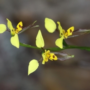 Diuris sulphurea at Cotter River, ACT - 27 Nov 2016