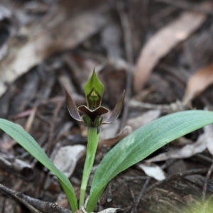 Chiloglottis valida at Cotter River, ACT - 27 Nov 2016