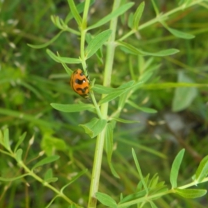 Coccinella transversalis at Kowen, ACT - 25 Nov 2016