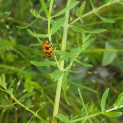 Coccinella transversalis (Transverse Ladybird) at Kowen, ACT - 25 Nov 2016 by JanetRussell