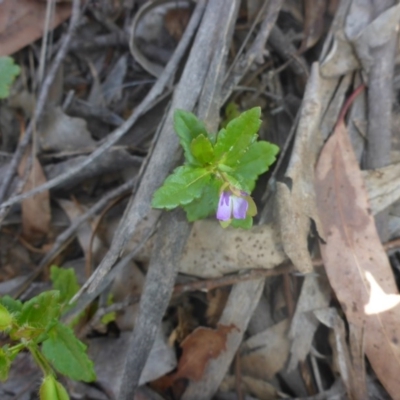 Veronica calycina (Hairy Speedwell) at Kowen, ACT - 25 Nov 2016 by JanetRussell