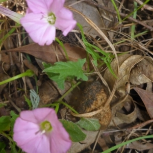 Convolvulus angustissimus subsp. angustissimus at Kowen, ACT - 25 Nov 2016 10:58 AM