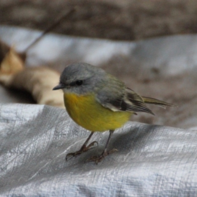 Eopsaltria australis (Eastern Yellow Robin) at Brogo, NSW - 20 Mar 2016 by Birdlip1