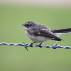 Rhipidura albiscapa (Grey Fantail) at Brogo, NSW - 26 Jan 2015 by Birdlip1