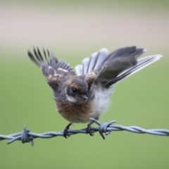 Rhipidura albiscapa at Brogo, NSW - 26 Jan 2015 04:05 PM