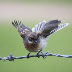 Rhipidura albiscapa at Brogo, NSW - 26 Jan 2015