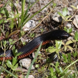 Pseudechis porphyriacus at Tennent, ACT - 27 Nov 2016 12:18 PM