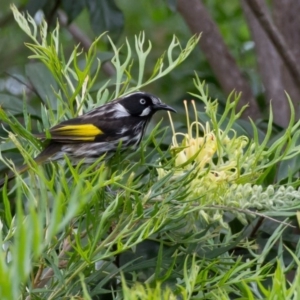 Phylidonyris novaehollandiae at Brogo, NSW - 26 Jan 2015