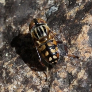 Eristalinus punctulatus at Paddys River, ACT - 27 Nov 2016