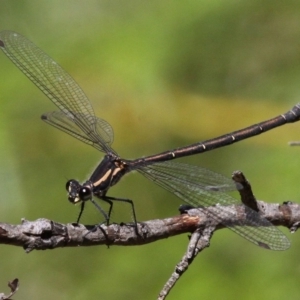 Austroargiolestes calcaris at Paddys River, ACT - 27 Nov 2016 02:00 PM