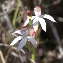 Caladenia moschata (Musky Caps) at Gibraltar Pines - 27 Nov 2016 by HarveyPerkins