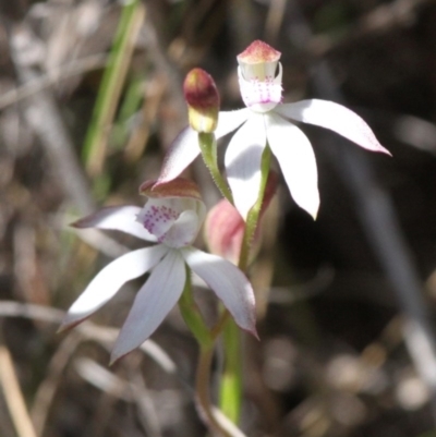 Caladenia moschata (Musky Caps) at Gibraltar Pines - 27 Nov 2016 by HarveyPerkins