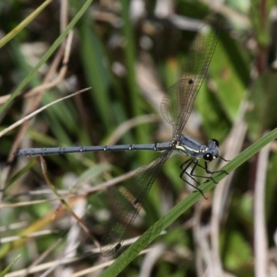 Griseargiolestes intermedius (Alpine Flatwing) at Gibraltar Pines - 27 Nov 2016 by HarveyPerkins