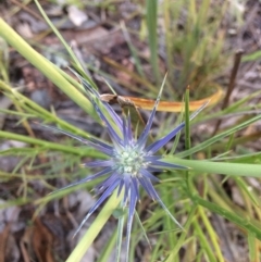 Eryngium ovinum (Blue Devil) at Chifley, ACT - 28 Nov 2016 by George