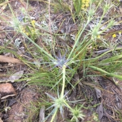 Eryngium ovinum at Chifley, ACT - 29 Nov 2016 07:22 AM