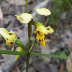 Diuris sulphurea at Undefined Area - suppressed