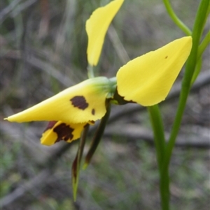 Diuris sulphurea at Undefined Area - suppressed